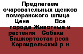 Предлагаем очаровательных щенков померанского шпица › Цена ­ 15 000 - Все города Животные и растения » Собаки   . Башкортостан респ.,Караидельский р-н